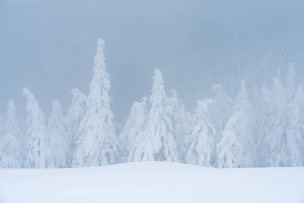 Γραφικό το χειμώνα. Χιόνι κάλυψε έλατα. Ομίχλη μέσα σε ένα δάσος στο βουνό - Φωτογραφία, εικόνα