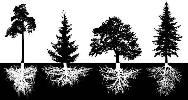 Joukko puita juuret, vektori siluetti. Metsäpuut, mänty, kuusipuu, kuusi, tammi
 - Vektori, kuva