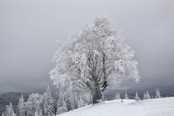 Beech, covered with frost. Winter, Eastern Carpathians. - Valokuva, kuva