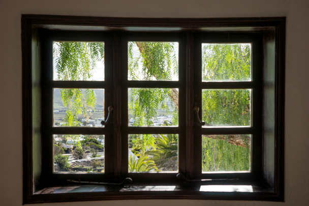 庭の植物に窓からの眺め - 写真・画像