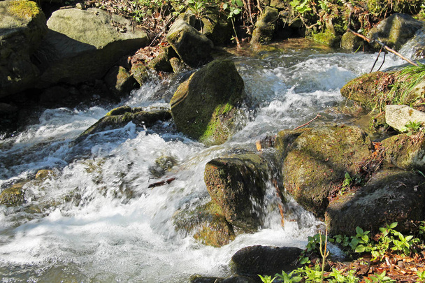 clean wild brook flowing in spring, Beskydy mountains, Czech Republic - Photo, Image