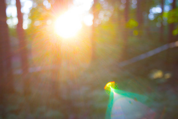 Blur nature green park with bokeh sun light abstract background. - Foto, immagini