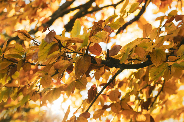 Bright autumn background with orange leaves mess of elm or birch in sun beams. Sunny orange and yellow greenary photo - Photo, image