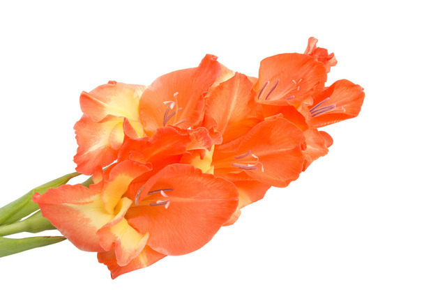 elegant schöne leuchtend orangefarbene Gladiolen isoliert auf dem weißen - Foto, Bild