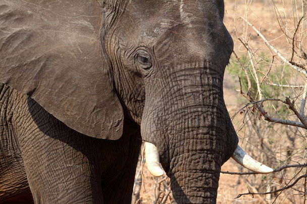 Elefantes africanos en la sabana
  - Foto, imagen