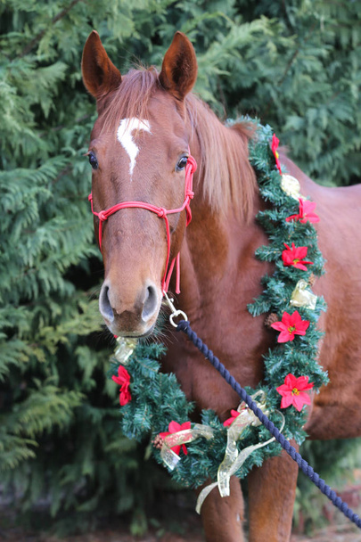 Hevosen muotokuva kauniissa joulukoristeissa
 - Valokuva, kuva