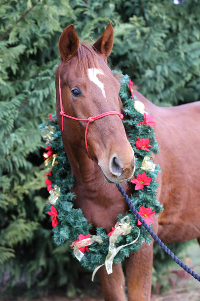 Portret konia sobie piękne Dekoracje świąteczne garland - Zdjęcie, obraz