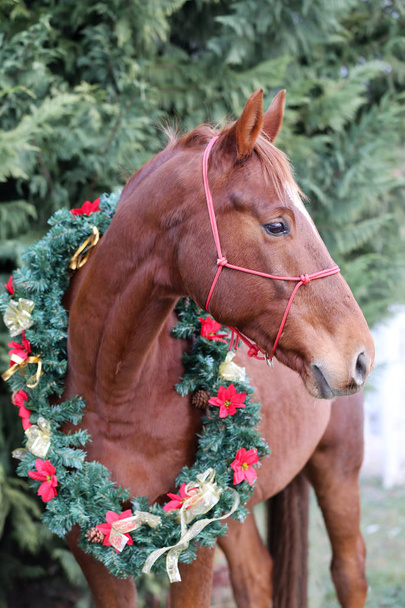 Hermosa imagen navideña de un caballo de silla de castaño con una corona de flores rojas y arcos dorados
 - Foto, imagen