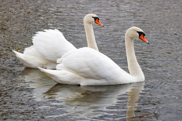 Couple of beautiful white swans swimming on the river surface - Foto, Bild