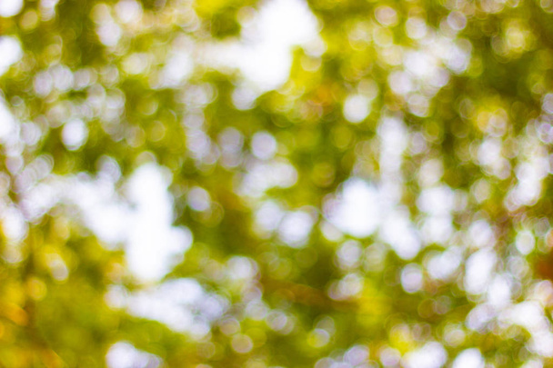αφηρημένη θολούρα της φύσης με το bokeh του φωτός μέσα από τα δέντρα ως εικόνα φόντου - Φωτογραφία, εικόνα