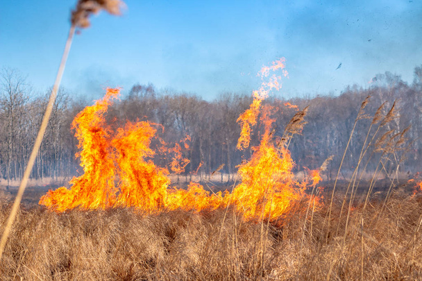 Egy erős tűz terjed a széllökések a szél segítségével száraz fű - Fotó, kép
