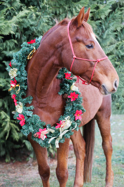 Hermosa imagen navideña de un caballo de silla de castaño con una corona de flores rojas y arcos dorados sobre fondo verde natural
 - Foto, imagen