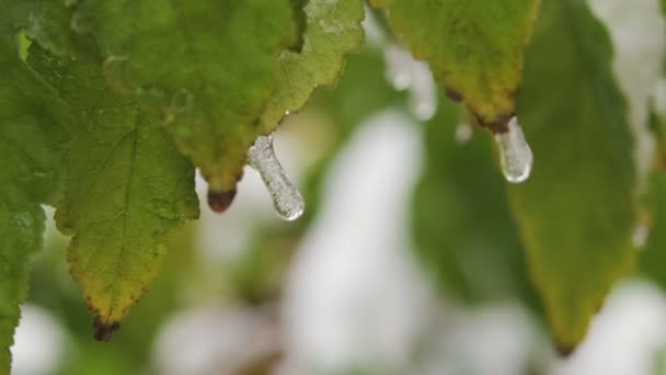 Icicles on the green leaves of the tree, water freezes on the leaves. Close up - Footage, Video