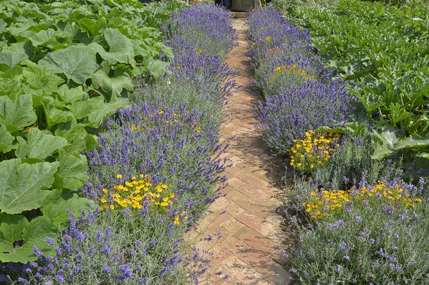 Лаванда викладена стежка в овочевому саду
 - Фото, зображення