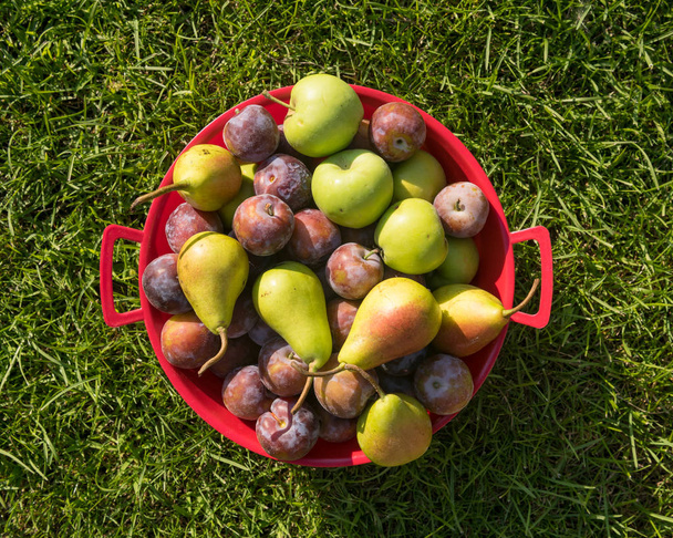Fruits fraîchement cueillis, y compris les pommes vertes, les prunes et les poires dans un bol rouge sur un fond d'herbe verte
. - Photo, image