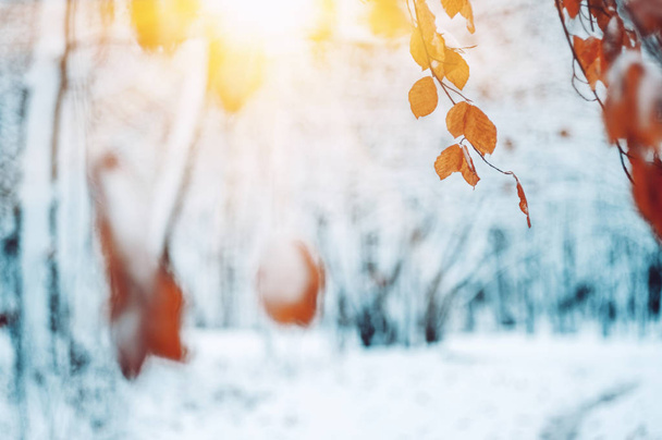 Yellow leaves in snow on sun. Late fall and early winter. Blurred nature background with shallow dof. The first snowfall. - Photo, Image