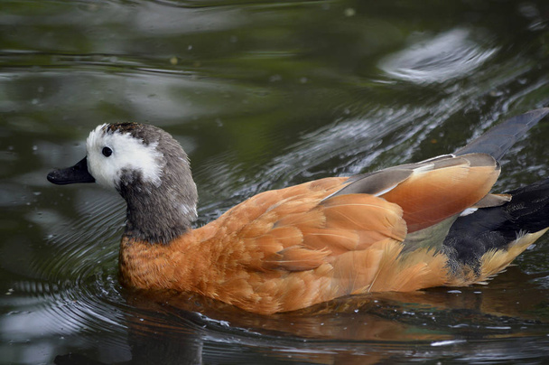 Kobiece South African kaczki Ohar Łacińska nazwa Tadorna cana - Zdjęcie, obraz