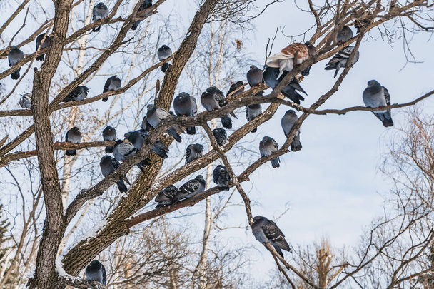 Un bellissimo salice grigio ramificato con neve e senza fogliame e un gruppo di piccioni uccelli sullo sfondo del cielo blu è in un parco in inverno.
. - Foto, immagini