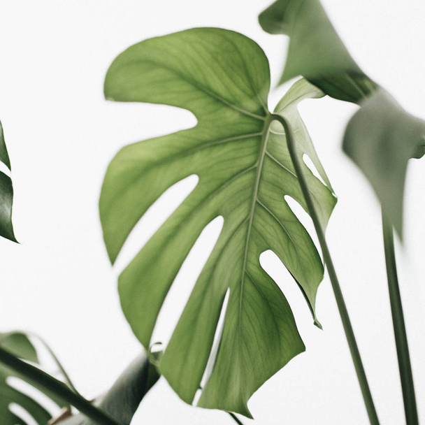 Монстера palm leaf на білому тлі. Мінімальний квіткові концепції. - Фото, зображення