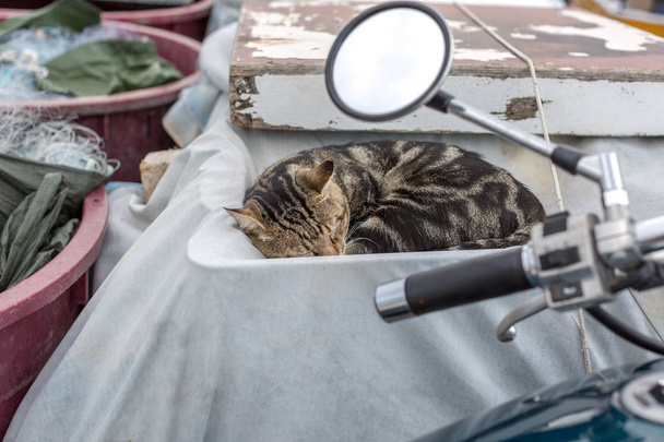 Beautiful striped cat sleeping in a tarpaulin covered old fishing boat. Croatia, Rovinj - Photo, Image