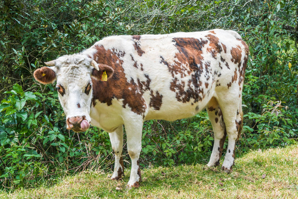 Vaca en un pasto de verano - Foto, imagen