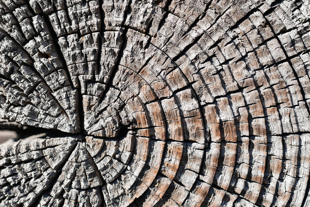 Cut of a dried tree trunk, circles on a tree - Foto, afbeelding