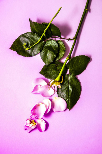 rose lost its lepitch, pink background, copy space, top feet - Foto, Bild