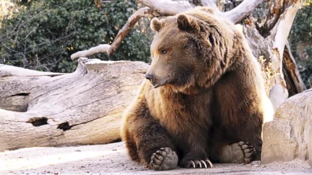 Niedźwiedź brunatny (Ursus arctos) jest niedźwiedź, który znajduje się w dużej części północnej Eurazji i Ameryki Północnej. - Materiał filmowy, wideo