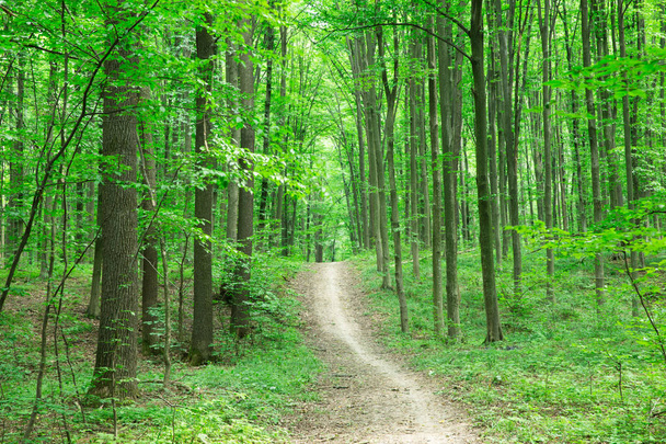 Лесные деревья. природа зеленая древесина солнечный свет фон - Фото, изображение