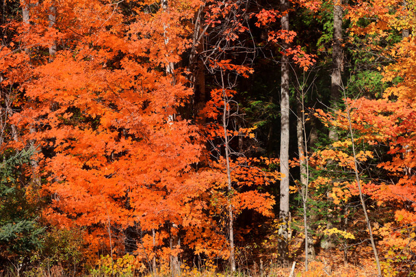 Colorful Maple trees in autumn time - Фото, зображення