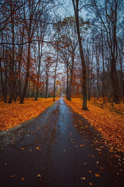 Paseo por el bosque otoñal en noviembre bajo la lluvia
 - Foto, imagen
