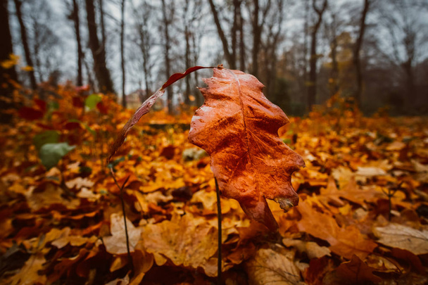 Podzimní listí v listopadu v dešti - Fotografie, Obrázek