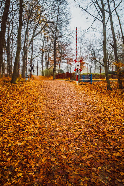 Passeio pela floresta de outono em novembro na chuva
 - Foto, Imagem