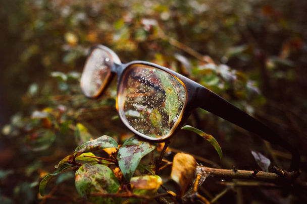 мокрі окуляри на живоплоті
 - Фото, зображення