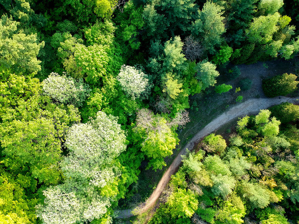 Forest road aerial drone view. - Fotografie, Obrázek