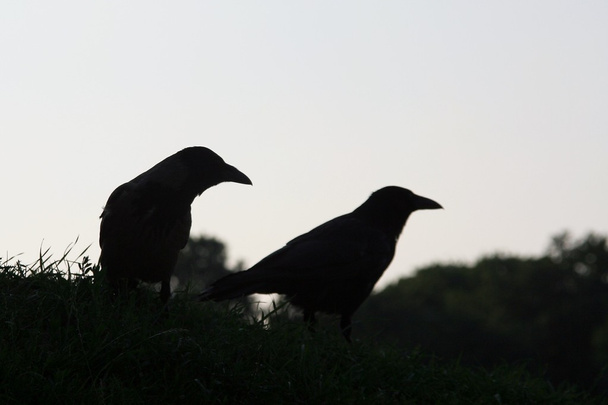 Siluetas de cuervo
 - Foto, Imagen