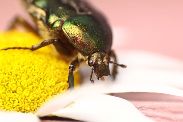 beetle on a yellow flower - 写真・画像