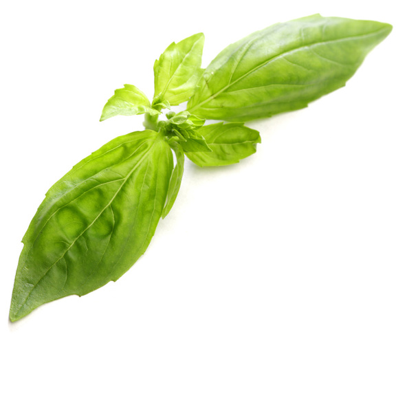 Basil leaves isolated on white - Foto, Imagem