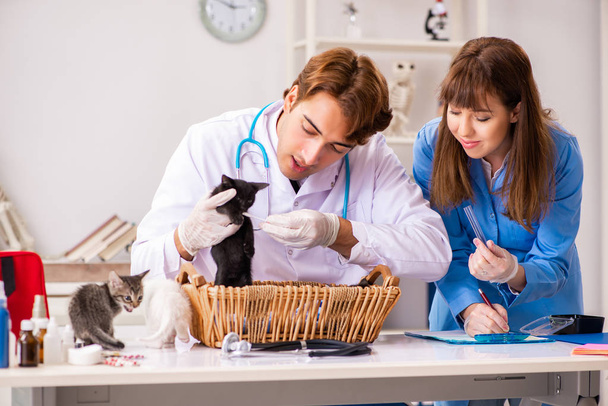 医者とアシスタントで獣医クリニックチェックアップ子猫 - 写真・画像