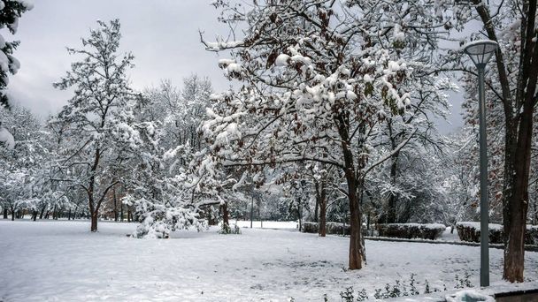 Ağaçlar Bulgaristan Sofya şehir kış manzara South Park kar ile kaplı - Fotoğraf, Görsel