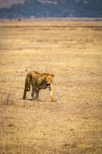 Een eenzame Leeuwin binnen de Ngorongoro krater in Tanzania, Afrika - Foto, afbeelding
