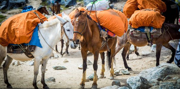 Paard in het gebergte in Peru - Foto, afbeelding
