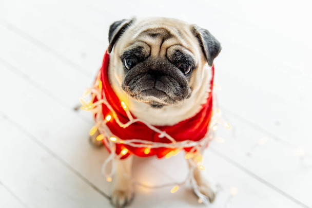 pug in santa costume sitting under christmas tree with gifts - Foto, immagini