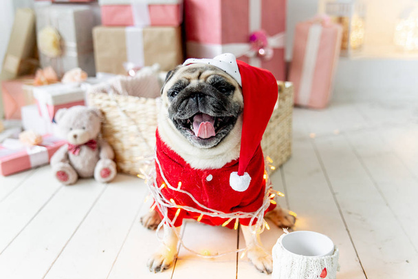 pug in santa costume sitting under christmas tree with gifts - Fotoğraf, Görsel