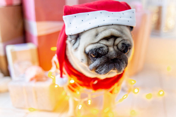 pug in santa costume sitting under christmas tree with gifts - Photo, image