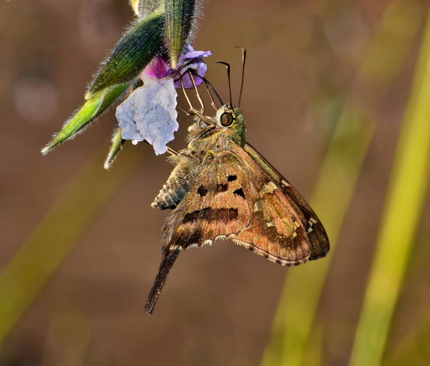 A Long-Tailed Skipper (Urbanus proteus) butterfly feeding nectar from water plant flowers in a Texas bayou. - Photo, Image