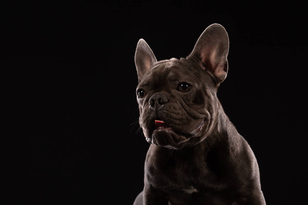 Close-up πορτρέτο της αστείο χαμογέλασε γαλλικό μπουλντόγκ σκύλο και περιέργως κοιτάζοντας Αποψη της μπροστά όψης, απομονωμένη σε μαύρο φόντο - Φωτογραφία, εικόνα