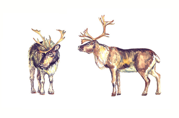 Reindeers male standing, front and side view, isolated watercolor illustration - Photo, Image