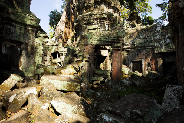 Tempio di Ta Prohm, Templi di Angkor, Cambogia
 - Foto, immagini