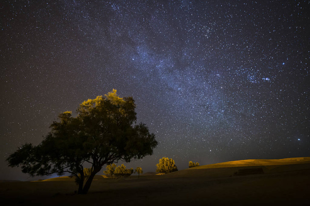 Boom in de woestijn Sahara met Melkweg op achtergrond single, hemel vol sterren. Marokko - Foto, afbeelding